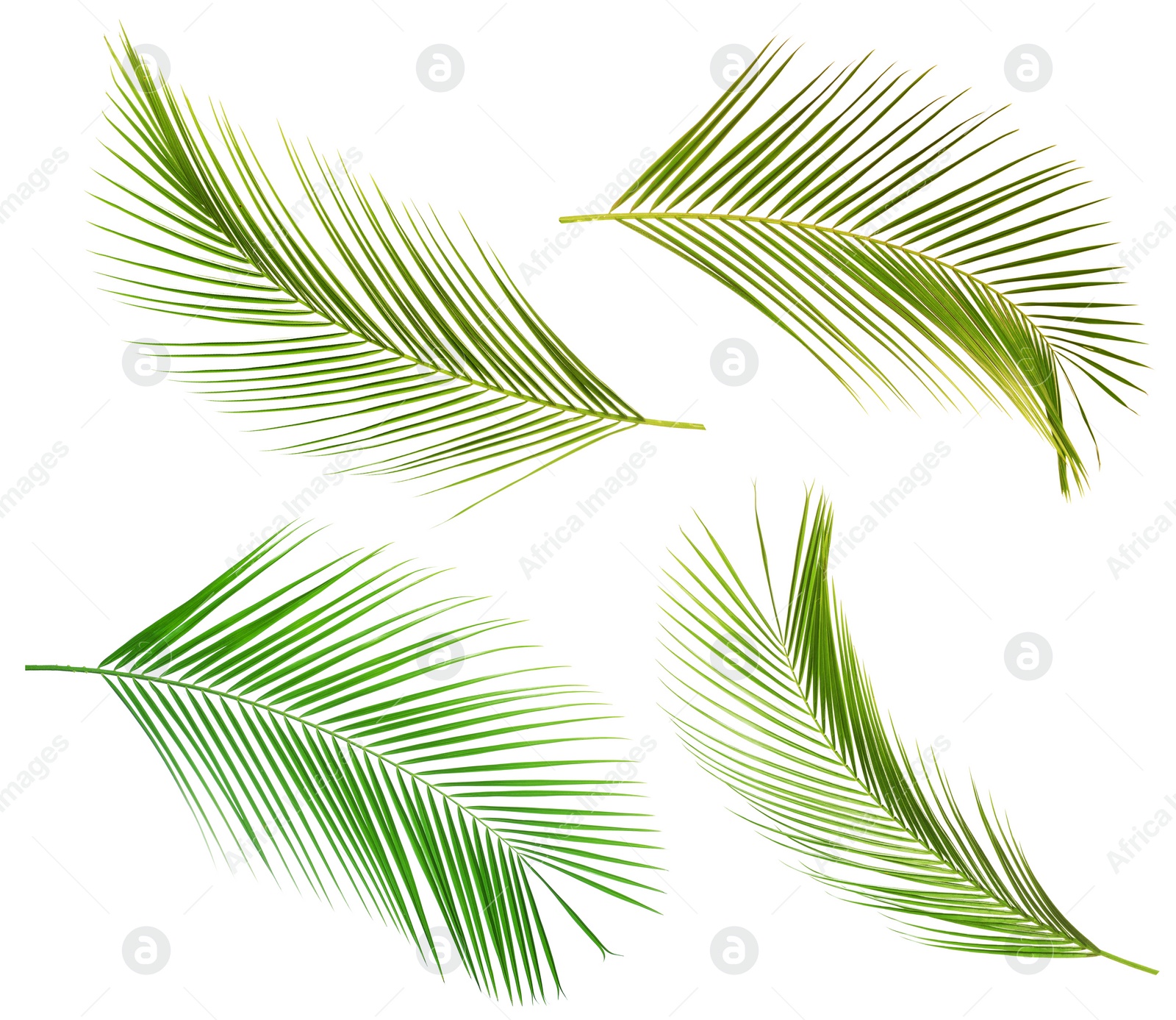 Image of Set of tropical leaves on white background