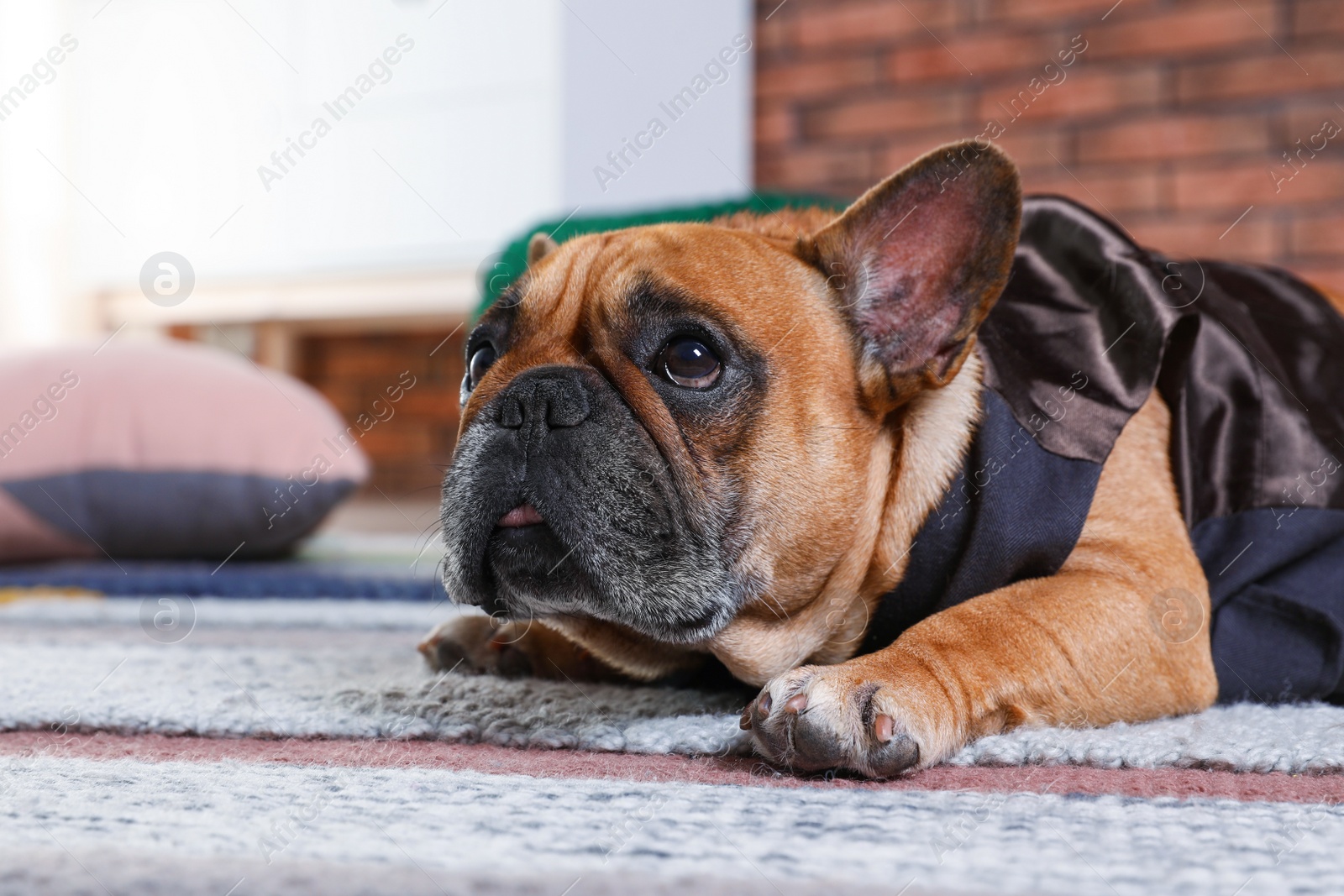 Photo of Funny French bulldog in elegant vest lying on floor indoors