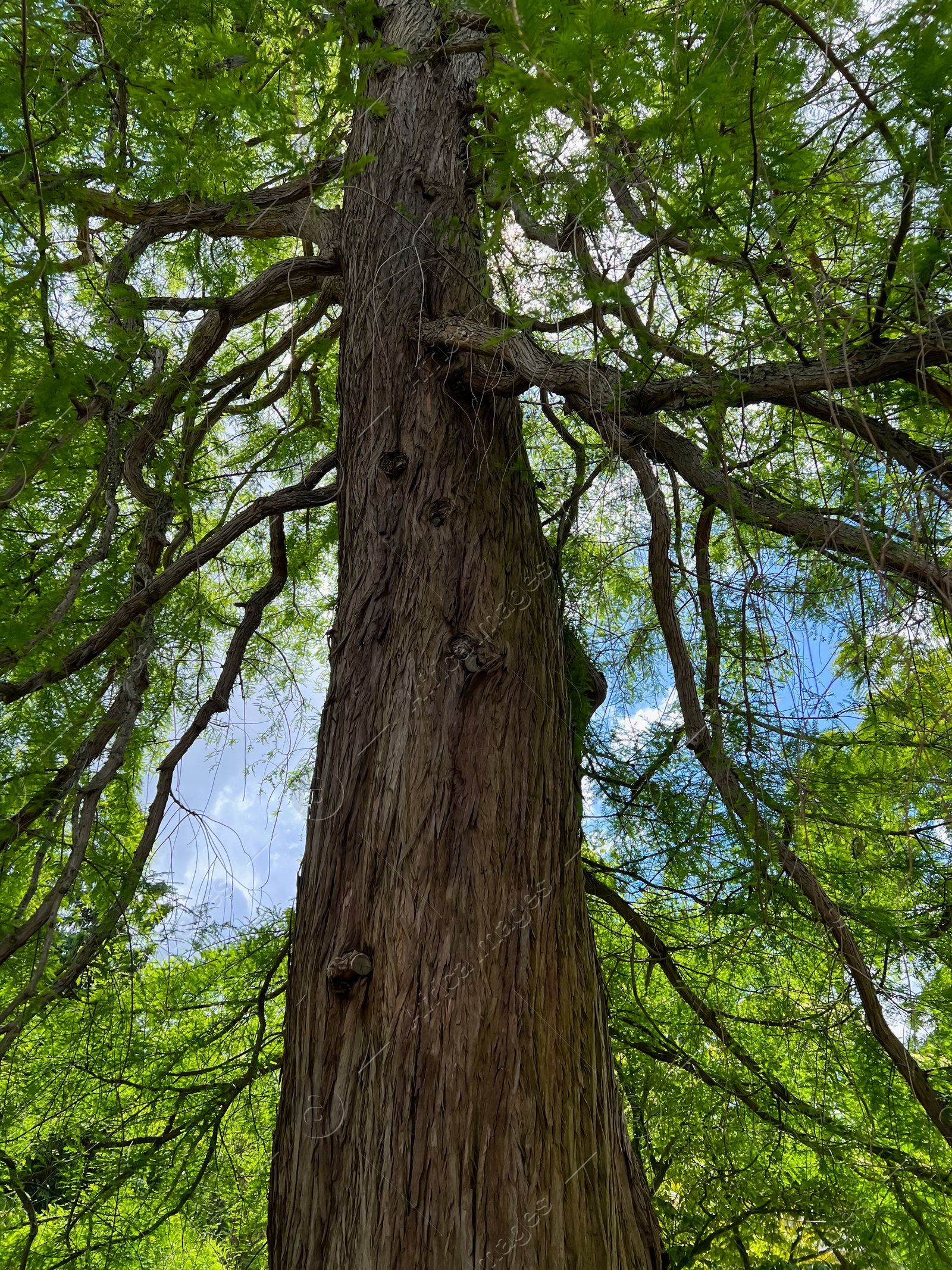 Photo of Beautiful tall tree with green leaves in park, low angle view