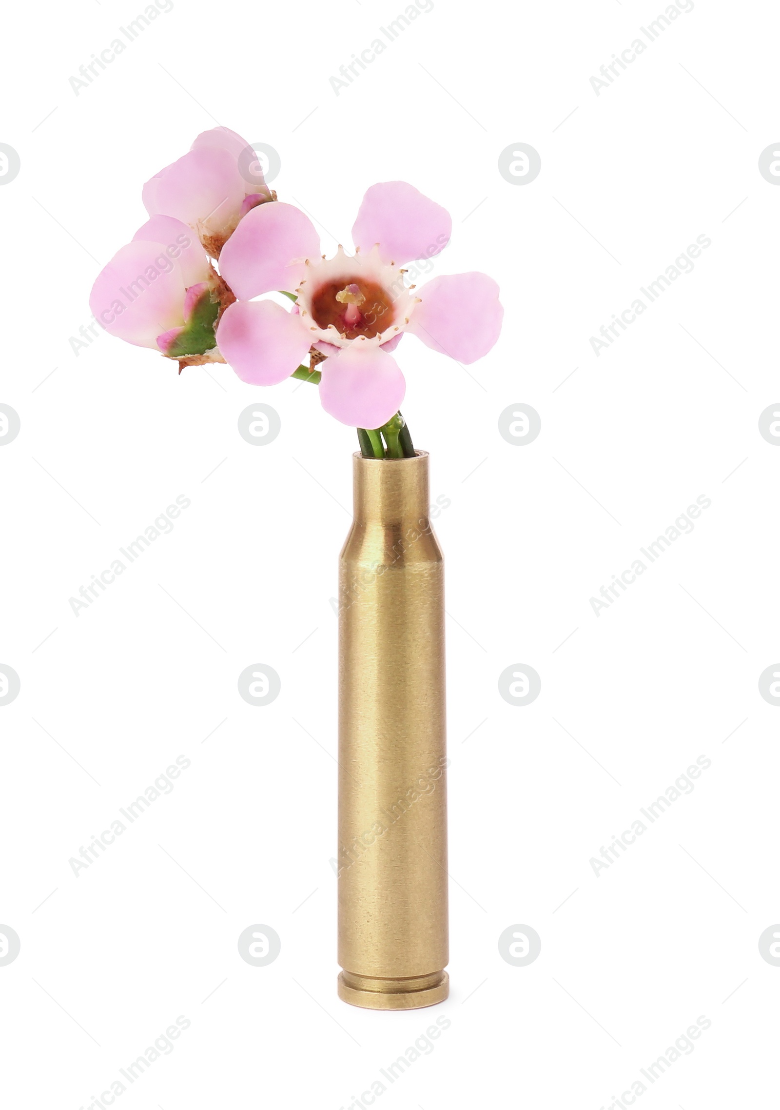 Photo of Beautiful flower in bullet case isolated on white