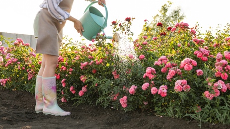 Closeup view of woman watering rose bushes outdoors. Gardening tool