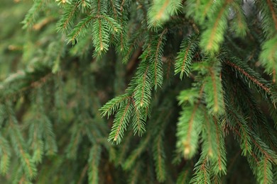 Green branches of beautiful conifer tree outdoors, closeup