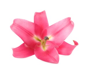 Photo of Beautiful pink lily flower isolated on white