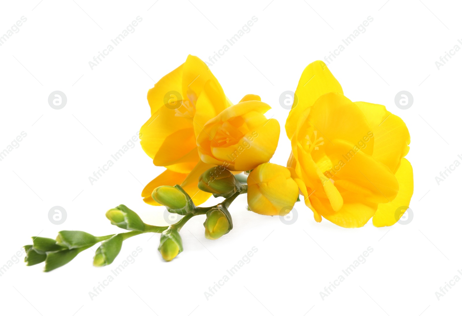 Photo of Beautiful yellow freesia flowers on white background