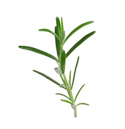 Photo of Sprig of fresh rosemary isolated on white