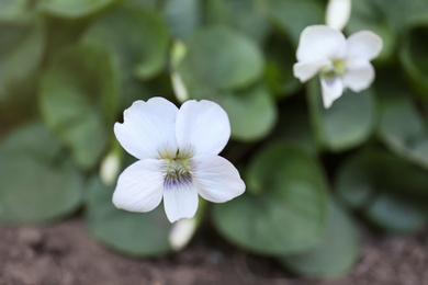 Photo of Beautiful spring flower in garden, closeup. Space for text