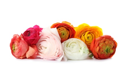 Photo of Beautiful spring ranunculus flowers isolated on white