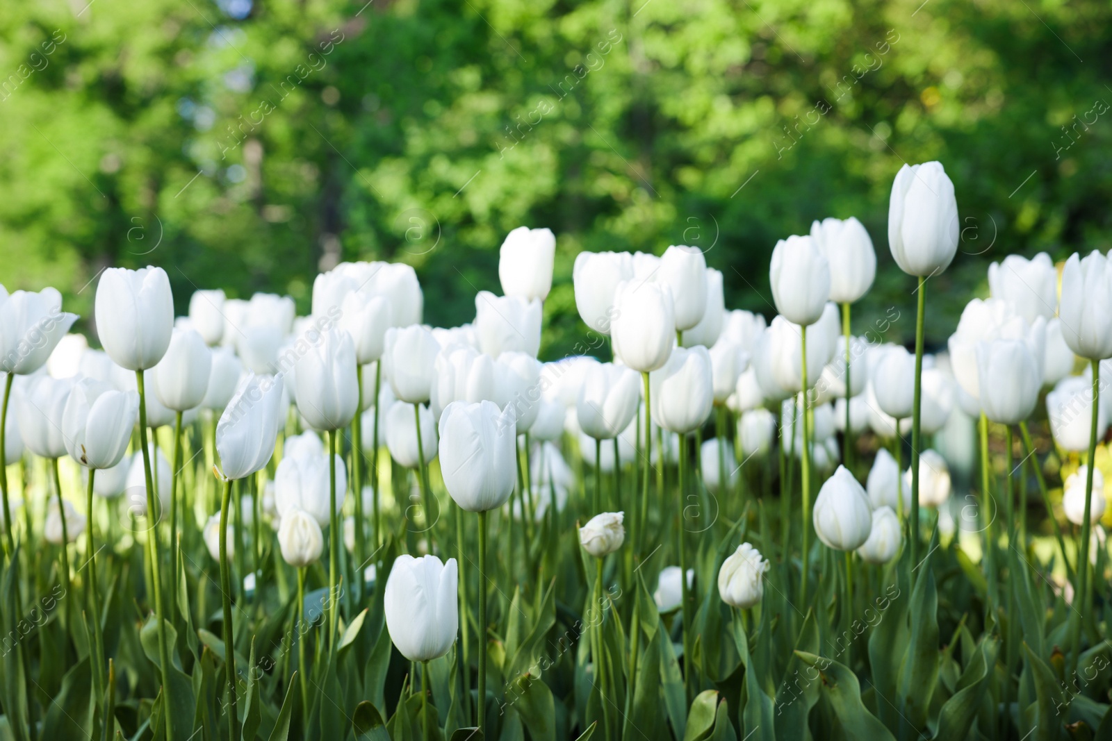 Photo of Many beautiful white tulip flowers growing outdoors, closeup. Spring season