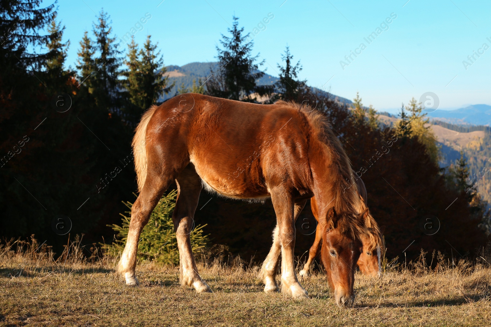 Photo of Brown horses grazing in mountains on sunny day. Beautiful pets