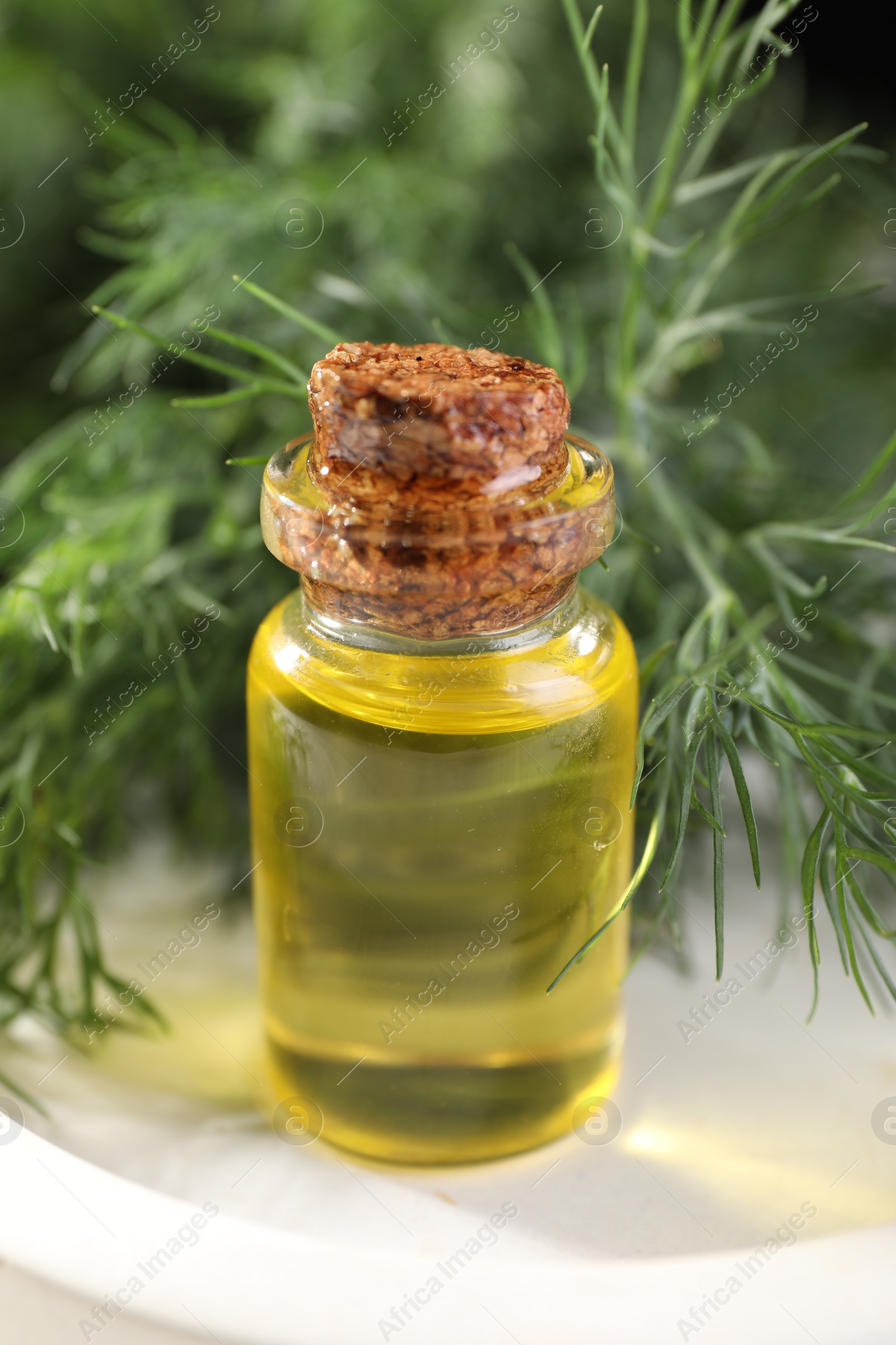 Photo of Bottle of essential oil and fresh dill on light tray, closeup