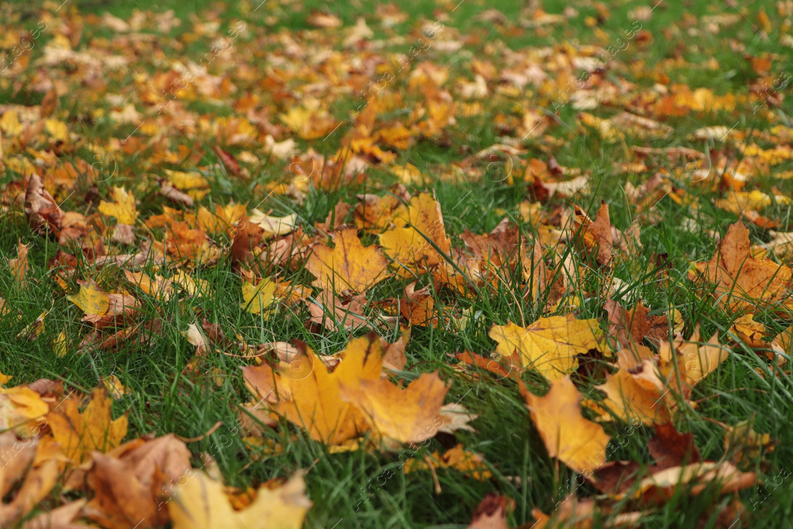 Photo of Dry leaves on green grass in autumn