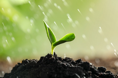 Photo of Young vegetable seedling growing under rain outdoors