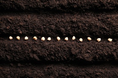 Photo of Chickpea seeds in fertile soil, top view. Vegetable growing
