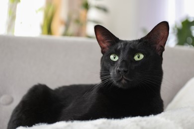 Adorable black cat with green eyes at home. Lovely pet