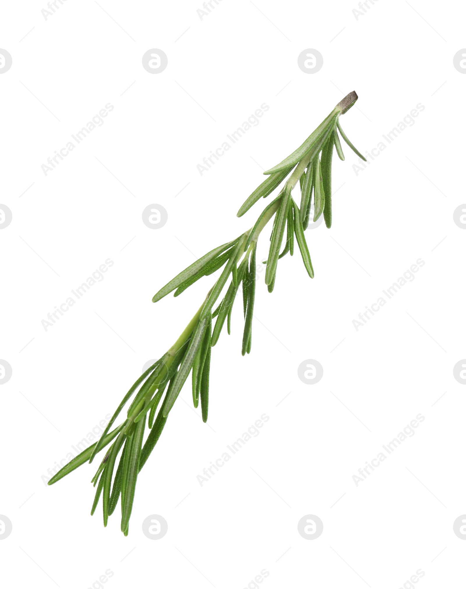 Photo of Fresh green rosemary isolated on white. Aromatic herb