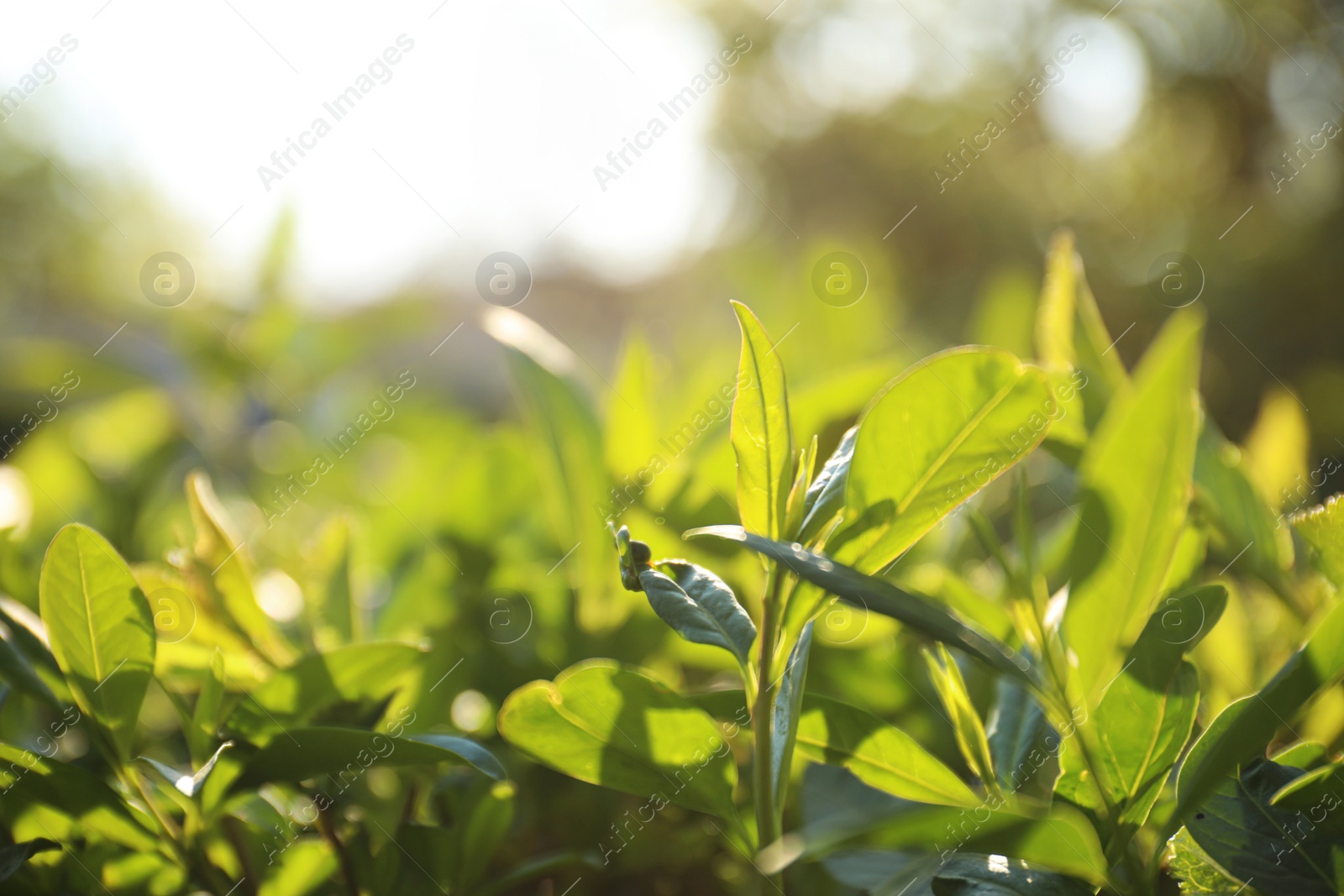 Photo of Closeup view of beautiful bush with green leaves outdoors on sunny spring day