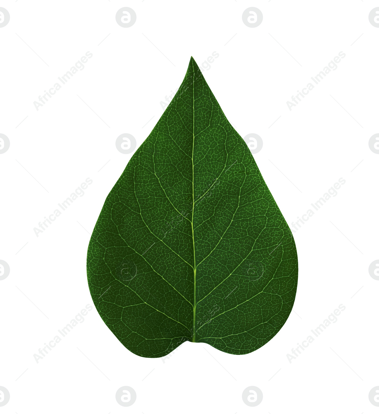 Photo of Leaf of sacred fig tree isolated on white. Buddhism concept