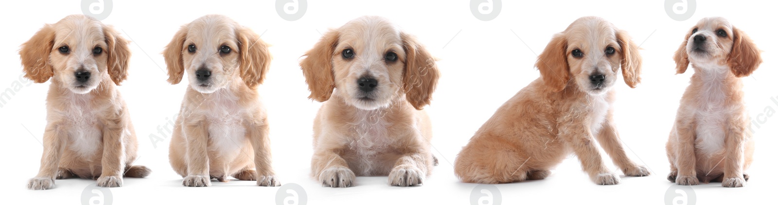 Image of Collage with photos of cute dog on white background. Banner design
