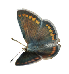 Beautiful bright butterfly flying on white background