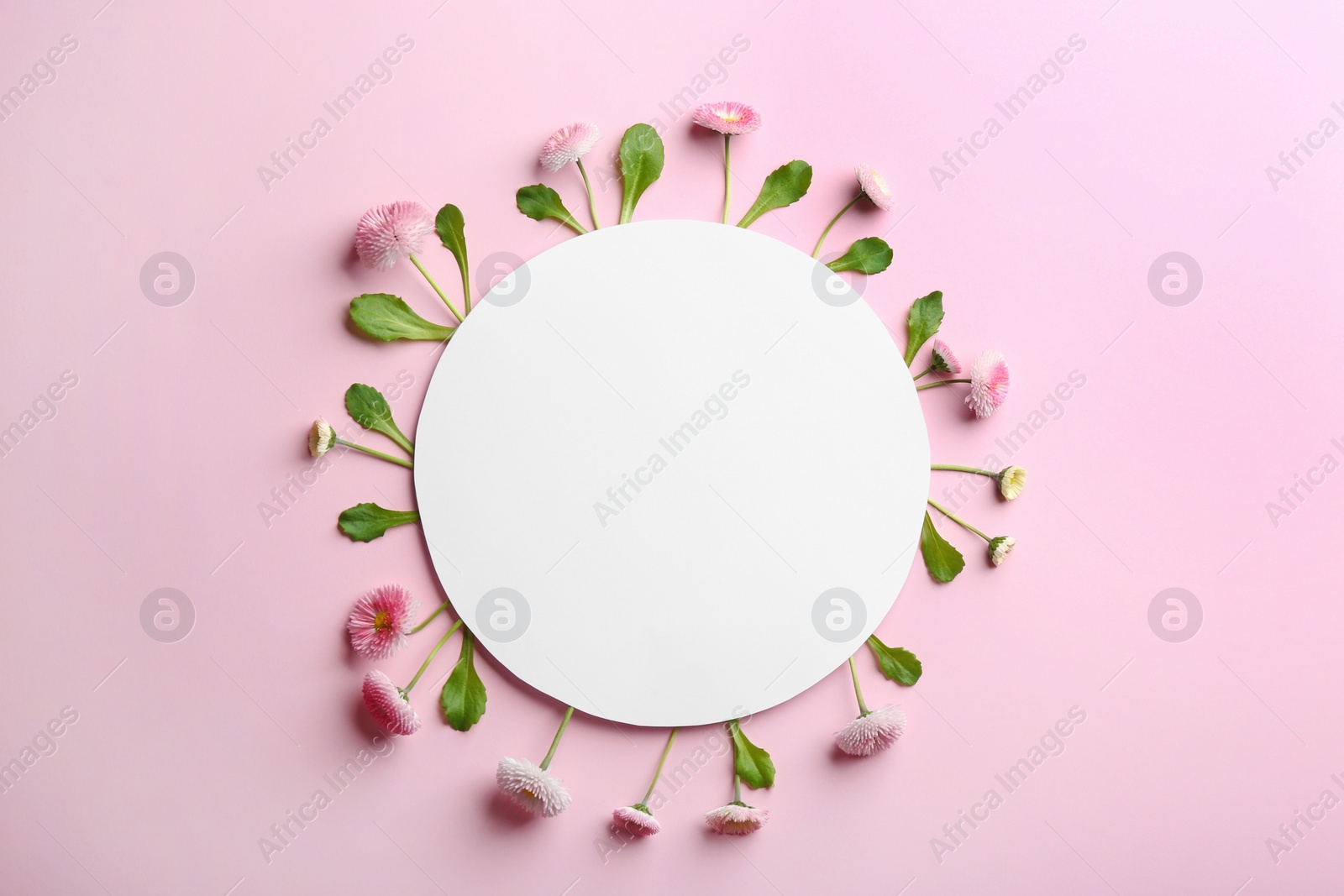 Photo of Flat lay composition with blooming daisies and space for text on white background. Spring flowers