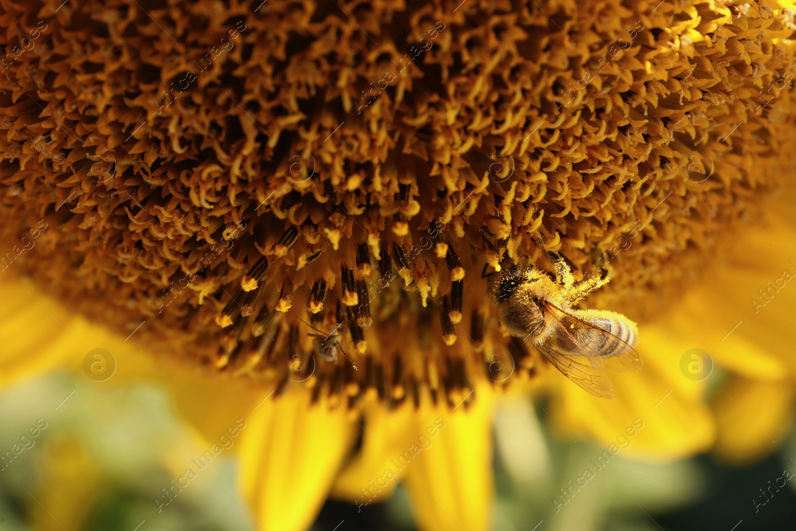 Photo of Honeybee collecting nectar from sunflower outdoors, closeup