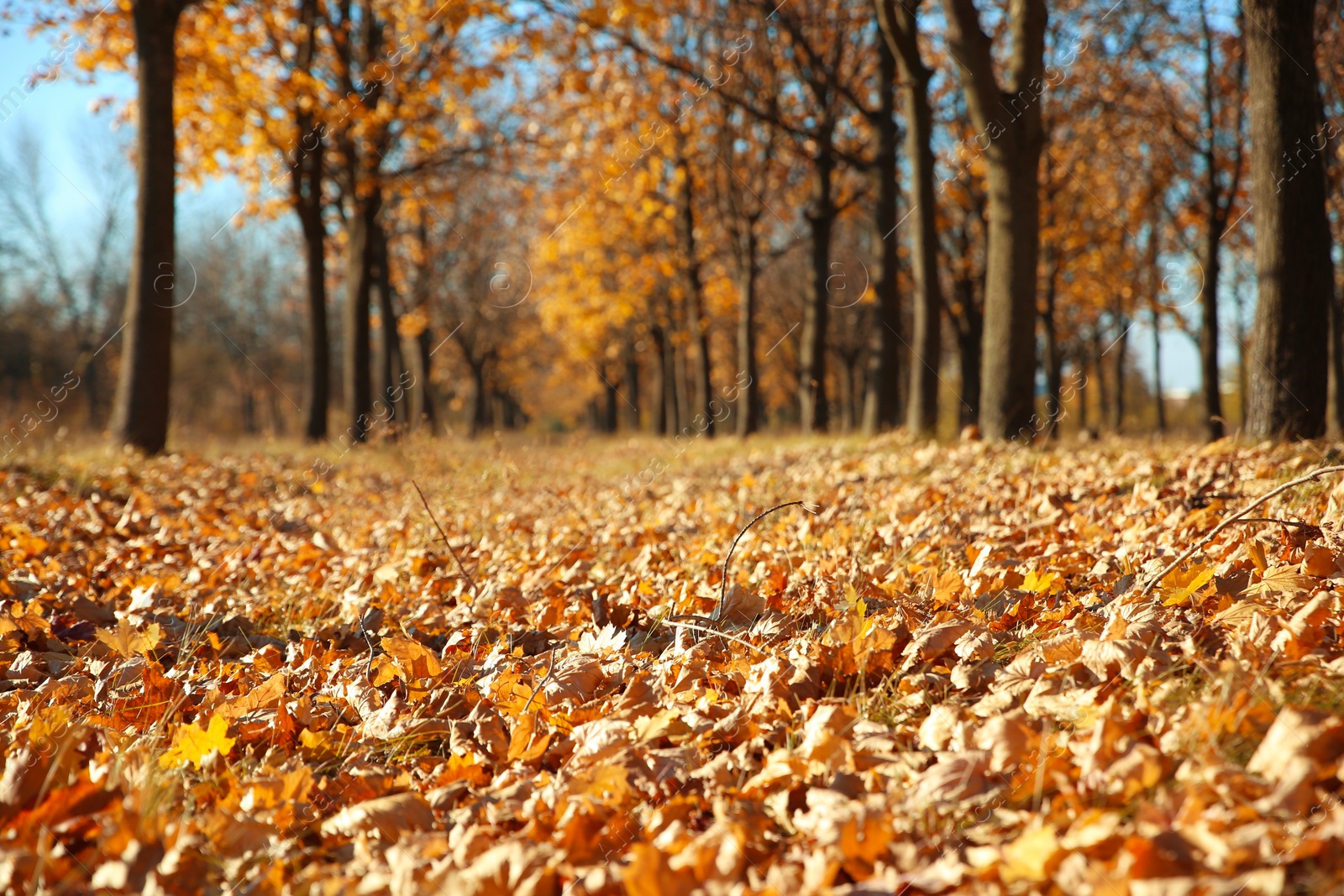 Photo of Autumn dry leaves on ground in park