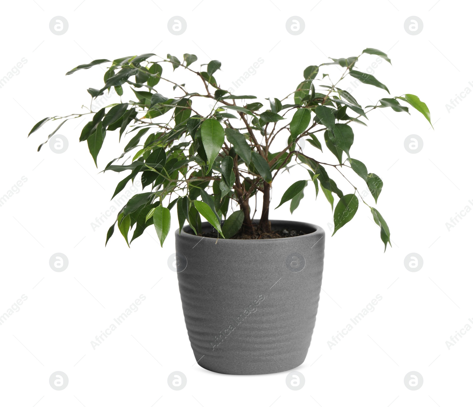 Photo of Beautiful ficus plant in pot on white background. House decor