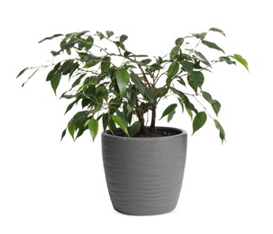 Photo of Beautiful ficus plant in pot on white background. House decor