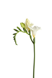 Photo of Beautiful blooming freesia flower isolated on white