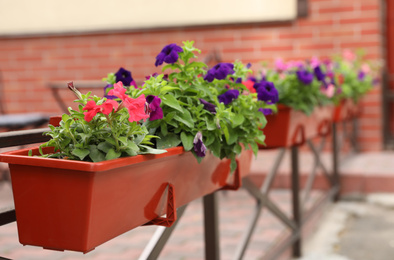 Photo of Beautiful petunia flowers in plant pot outdoors