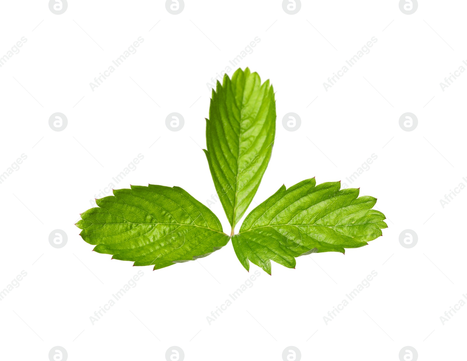 Photo of Green wild strawberry leaf isolated on white