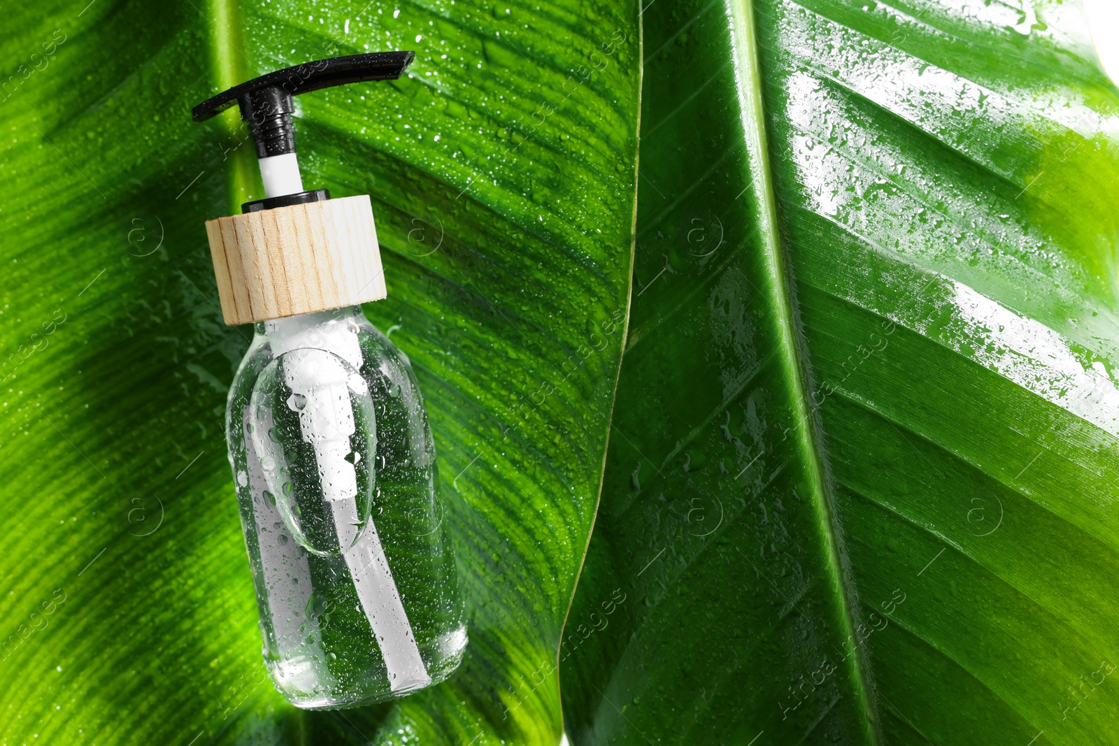 Photo of Bottle of cosmetic product on wet green leaves, top view. Space for text