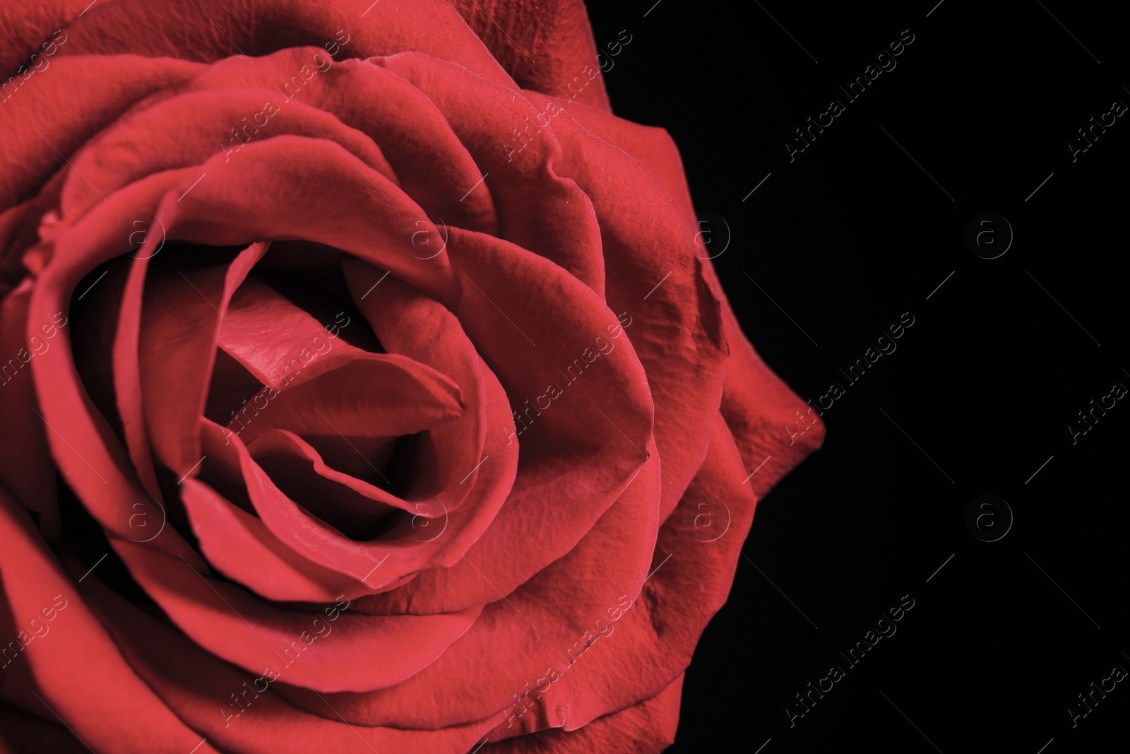 Photo of Beautiful rose on black background, closeup. Floral card design with dark vintage effect