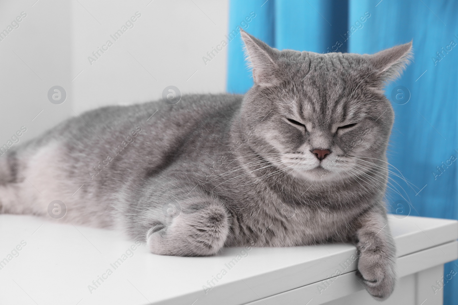 Photo of Cute Scottish straight cat lying on white table at home