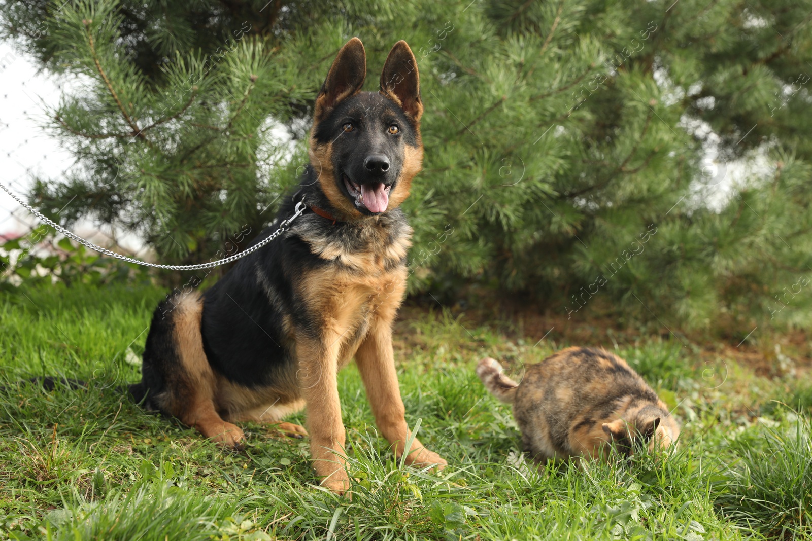 Photo of Cute German shepherd puppy and cat on green grass outdoors