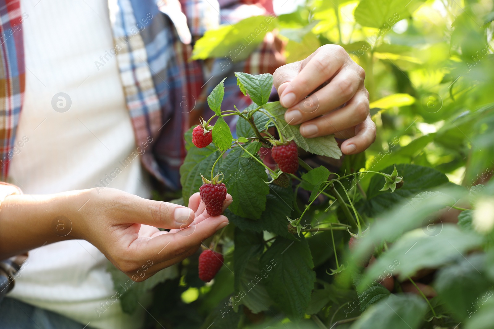 Photo of Woman picking ripe raspberries from bush outdoors, closeup