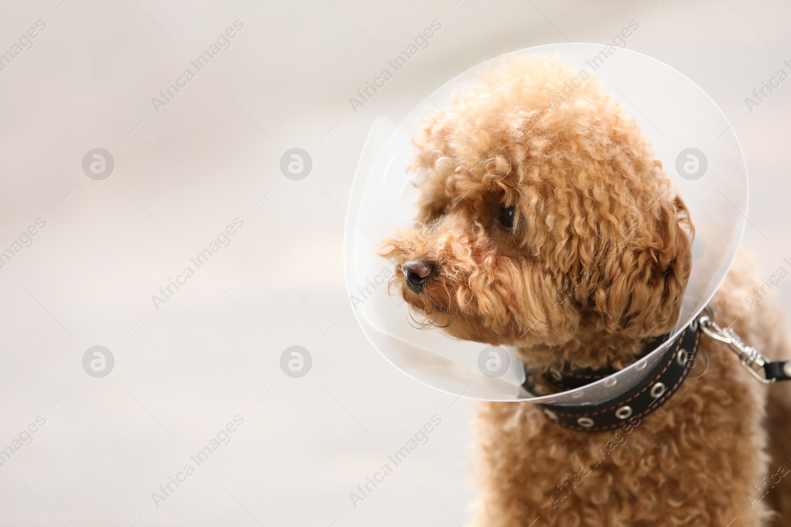 Photo of Cute Maltipoo dog with Elizabethan collar outdoors, closeup. Space for text