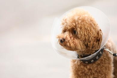 Photo of Cute Maltipoo dog with Elizabethan collar outdoors, closeup. Space for text