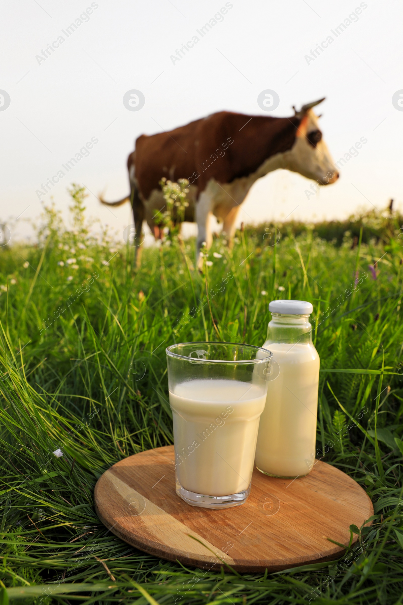 Photo of Glass and bottle of milk on wooden board with cow grazing in meadow