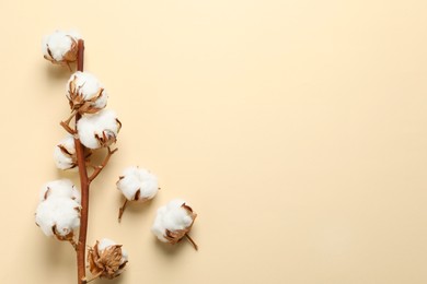 Photo of Dried cotton branch with fluffy flowers on beige background, flat lay. Space for text