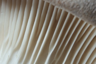 Fresh oyster mushroom as background, macro view