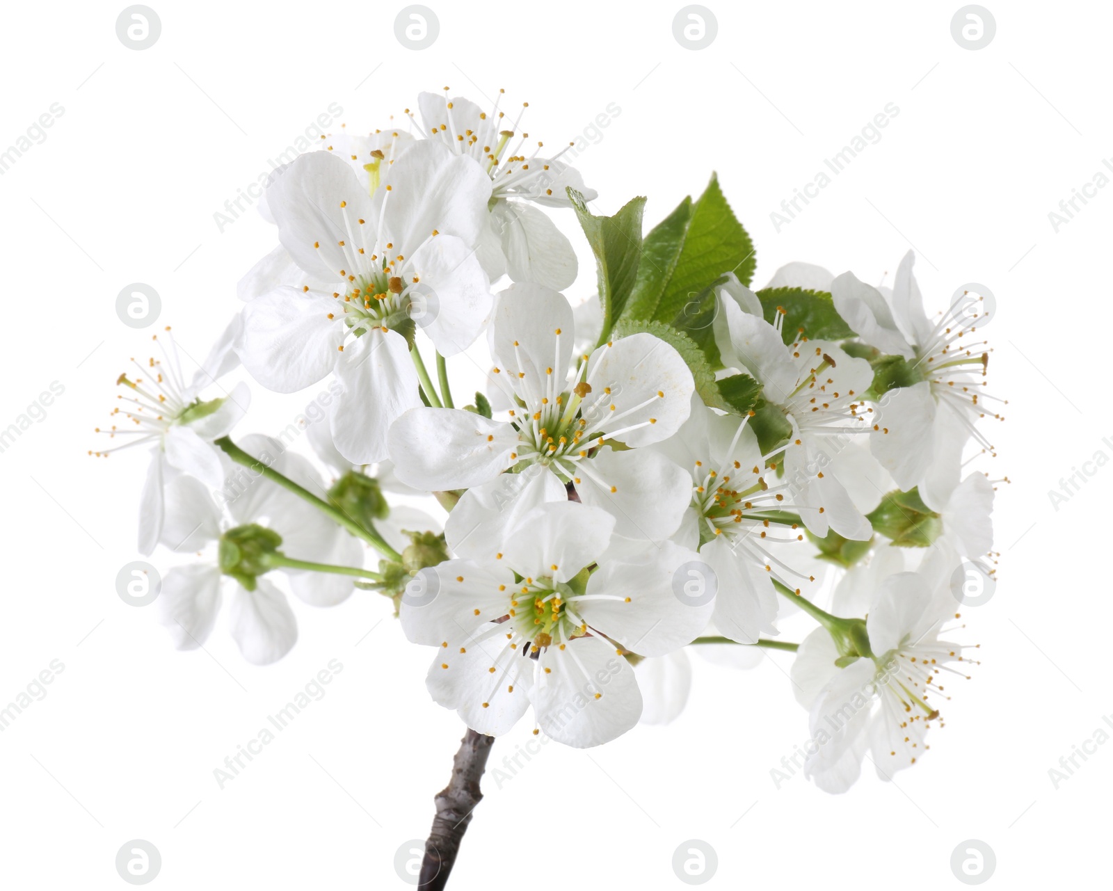 Photo of Spring branch with beautiful blossoms and leaves isolated on white