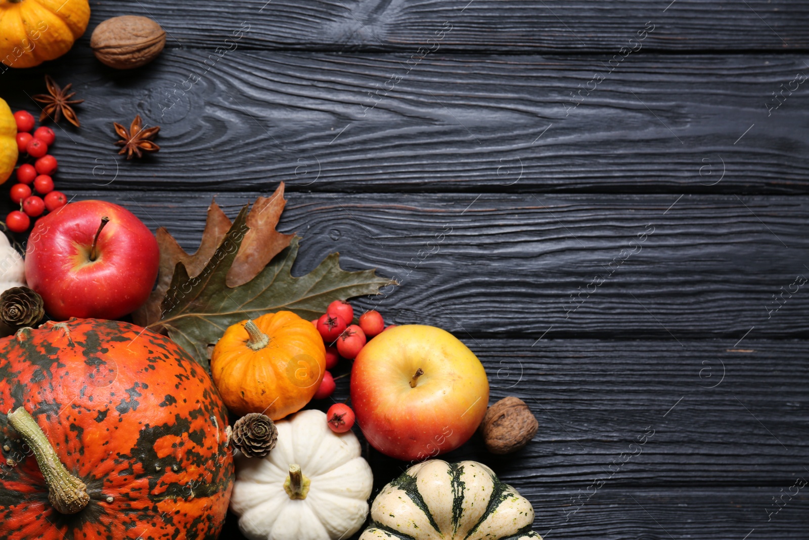 Photo of Thanksgiving day. Flat lay composition with pumpkins on black wooden table, space for text