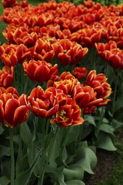 Many beautiful tulips growing outdoors, closeup. Spring season