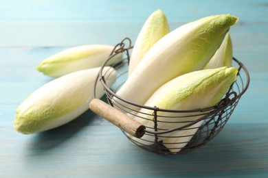 Photo of Fresh raw Belgian endives (chicory) in metal basket on light blue wooden table