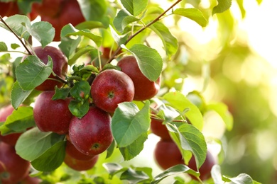 Photo of Tree branch with ripe apples outdoors on sunny day