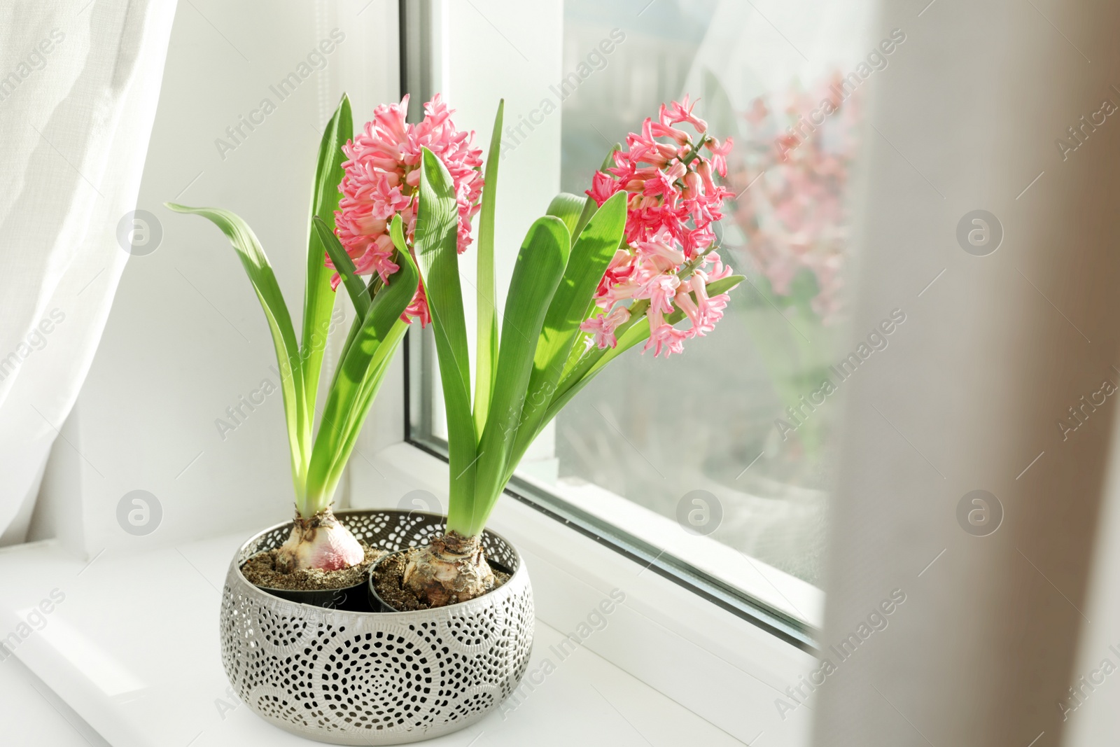 Photo of Blooming spring hyacinth flowers on windowsill at home, space for text