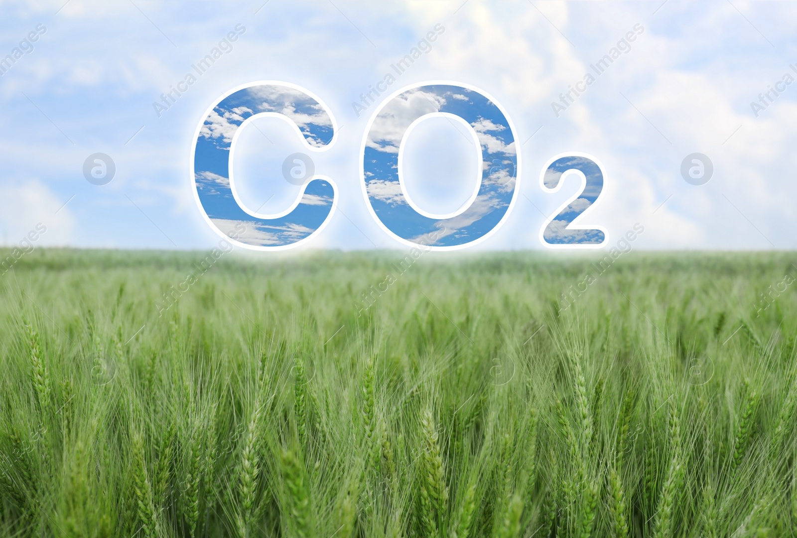 Image of Reduce CO2 emissions. Beautiful view of wheat field