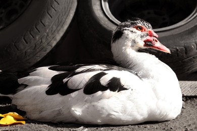 Beautiful Muscovy duck near tires in farmyard on sunny day. Rural life