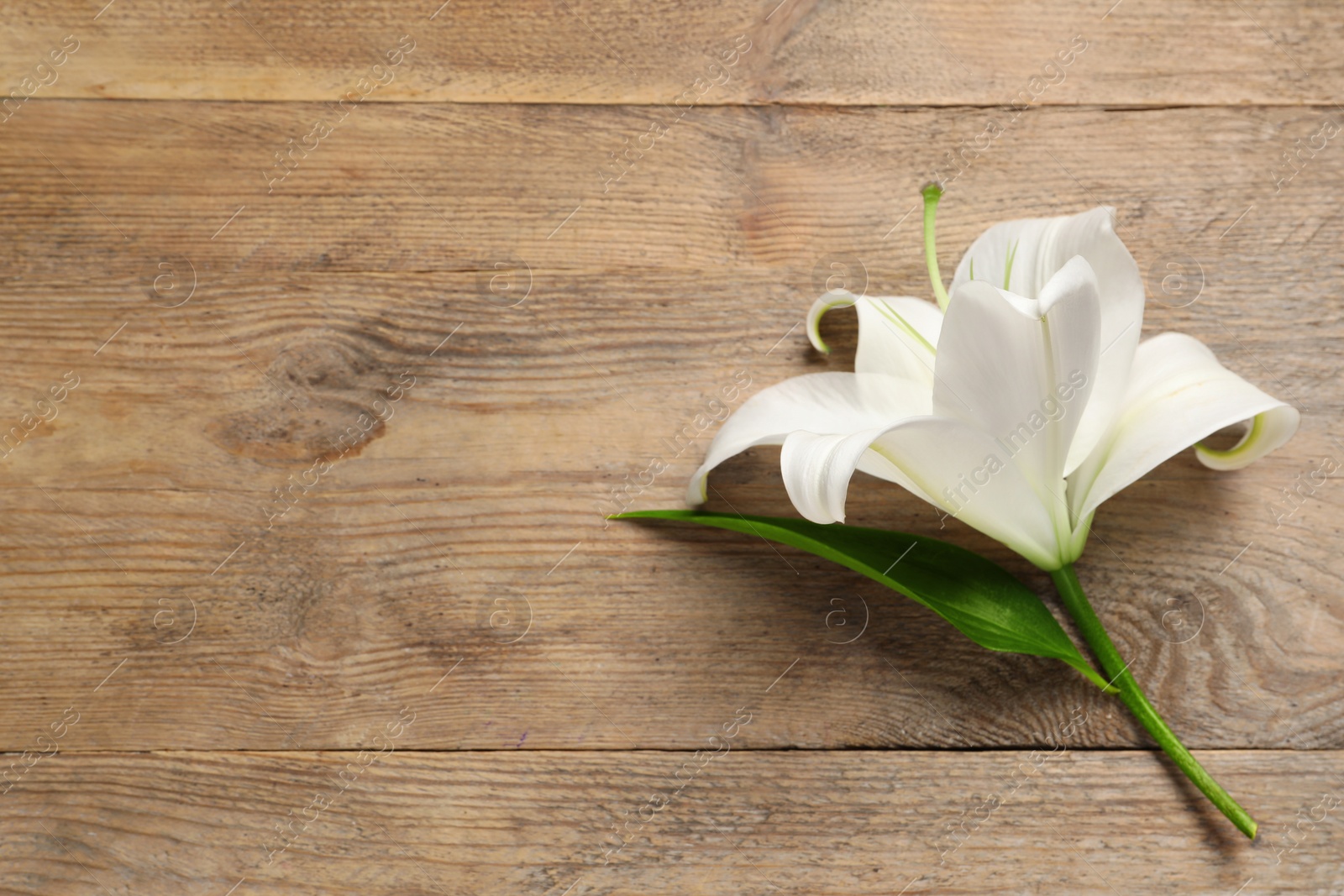 Photo of Beautiful white lily flower on wooden table, top view. Space for text